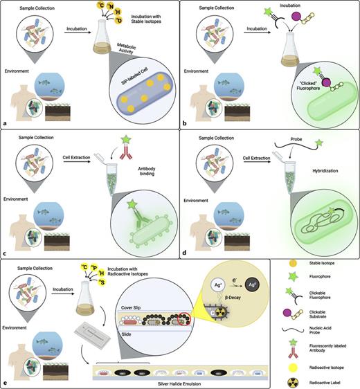 Labeling methods for prokaryotic cells. a Stable isotope probing (SIP). Samples are incubated with stable isotope-labeled substrates. Substrate metabolization results in uptake of stable isotopes. b Click chemistry. Samples are incubated with a synthetic substrate suitable for click chemistry followed by incubation with a clickable fluorophore. Click reaction results in fluorescent labeling of cells that metabolized clickable substrates. c Antibody labeling. After sample preparation, samples are incubated with a fluorescently labeled antibody. After recognition of the target epitope by the antibody , cells exhibit fluorescence. d Fluorescence in situ hybridization (FISH). Samples are incubated with a fluorescent probe. After successful probe hybridization cells exhibit fluorescence (for details, see Fig. 3). e Microautoradiography (MAR). Like SIP, the radioactively labeled substrate is metabolized by the cells. β-decay causes black amorphous silver-precipitation by reduction of silver ions which can then be monitored. See text for further details. Created with Biorender.