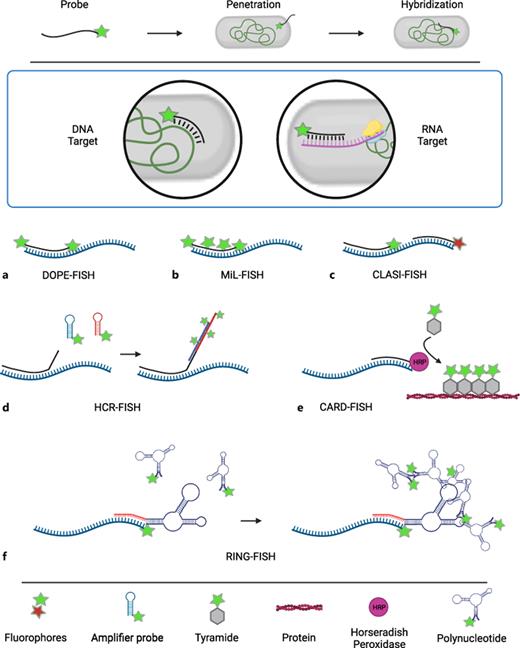 Fluorescence in situ hybridization (FISH). The basic principle is probe penetration into the cell followed by hybridization against a target sequence. Hybridization is carried out with either DNA or RNA as target (blue box). Important subclasses of FISH techniques are shown. a DOPE-FISH uses double-labeled probes for higher signal strength. b MiL-FISH increases signal intensity by adding more fluorophores to the particular probe. c CLASI-FISH uses combinations of different fluorescently labeled probes. d HCR-FISH takes advantage of fluorescently labeled amplifier probes that hybridize against a special nonbinding part of the target-specific initiator probe. e CARD-FISH is conducted via a horseradish peroxidase (HRP) coupled to the probe. Tyramides attached to the fluorophore are converted to a radical state that causes immediate binding to aromatic compounds in the close vicinity (Trp, Phe) thereby increasing the signal intensity. f RING-FISH, recognition of individual genes is carried out using very long polynucleotides that form secondary structures. These molecules bind partially to each other thereby increasing fluorescence signal intensity. Created with Biorender. DOPE-FISH, double-labeled oligonucleotide probe FISH; MiL-FISH, multi-labeled oligonucleotide probe FISH; CLASI-FISH, combinatorial labeling and spectral imaging-FISH; HCR-FISH, hybridization chain reaction-FISH; CARD-FISH, catalyzed reporter deposition-FISH.