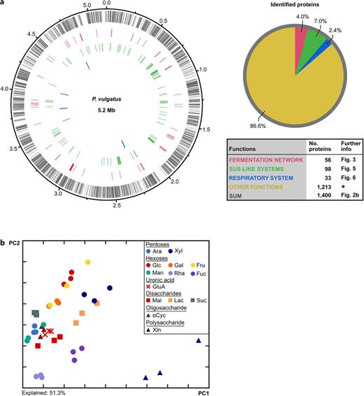 Proteomic dataset for substrate-adapted cells of P. vulgatus. a Genome-wide distribution of genes with encoded proteins identified (left panel) and shares of specifically studied functional modules in the entire proteomic dataset (right panel). b Two-dimensional principal component (PC) analysis of the proteomic dataset considered the 14 different substrate conditions and the corresponding replicates. αCyc, α-cyclodextrin; Ara, arabinose; Frc, fructose; Fuc, fucose; Gal, galactose; Glc, glucose; GlcA, glucoronate; Lac, lactose; Mal, maltose; Man, mannose; Rha, rhamnose; Suc, sucrose; Xln, xylan; Xyl, xylose. *, data deposited at FAIRDOMHub (see section on Data Availability).