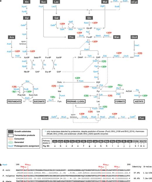 Fermentation network of P. vulgatus for 14 carbohydrates. a Proteogenomics-derived architecture of the fermentation network. Details on individual network modules are provided in online supplementary Fig. S2. b Section of the binary alignment of FucO proteins from E. coli, B. thetaiotaomicron (B. theta.), and P. vulgatus, highlighting in red the conserved His200, His263, His277, and Asp196 residues, which mediate the coordination of Fe2+ according to Montella et al. [65]. Abbreviations of growth substrates are as described in legend to Figure 2. Abbreviations of protein names (marked in light blue, alphabetic order): AckA, acetate kinase; AldA, aldehyde dehydrogenase; AraA, l-arabinose isomerase; AraD, l-ribulose-5-phosphate 4-epimerase; KdgA, 2-dehydro-3-deoxy-phosphogluconate aldolase; Eno, phosphopyruvate hydratase; FbaA, class II fructose-1,6-bisphosphate aldolase; Frd, fumarate reductase; FruA, glycoside hydrolase family 32 (candidate levanase); FucI, l-fucose isomerase; FucO, lactaldehyde reductase; FumA, fumarate hydratase; GalE, UDP-glucose 4-epimerase; GalK, galactokinase; GalM, galactose mutarotase; GapA, type I glyceraldehyde-3-phosphate dehydrogenase; GlgP, α-glucan family phosphorylase; GpmI, 2,3-bisphosphoglycerate-independent phosphoglycerate mutase; KdgK, sugar kinase; LacZ, glycoside hydrolase family 2 (candidate β-galactosidase); Ldh, 2-hydroxyacid dehydrogenase; ManA, class I mannose-6-phosphate isomerase; Mce, methylmalonyl-CoA epimerase; Mdh, malate dehydrogenase; MmdA, acyl-CoA carboxylase; RokA, glucose kinase; PccB, acyl-CoA carboxylase; PckA, phosphoenolpyruvate carboxykinase (ATP); Pfo, pyruvate:ferredoxin (flavodoxin) oxidoreductase; PflB, pyruvate-formate lyase; Pfp, fructose-6-phosphate 1-phosphotransferase; Pgi, glucose-6-phosphate isomerase; Pgk, phosphoglycerate kinase; Pgm, phospho-sugar mutase; PpdK, pyruvate phosphate dikinase; Pta, phosphate acetyltransferase; PulA, type I pullulanase; Pyk, pyruvate kinase; RfbA, glucose-1-phosphate thymidylyltransferase; RhaA, l-rhamnose isomerase; RhaB, rhamnulokinase; RhaD, rhamnulose-1-phosphate aldolase; RpiB, ribose-5-phosphate isomerase B; ScpA, methylmalonyl-CoA mutase; ScpC, propanoyl-CoA:succinate CoA transferase; SrcK, carbohydrate kinase; SusA, glycoside hydrolase family 13 protein; SusB, glycoside hydrolase family 97; Tkt, transketolase; TpiA, triose-phosphate isomerase; UxuA, mannonate dehydratase; UxaB, tagaturonate reductase; UxaC, glucuronate isomerase; XylA, xylose isomerase; XylB, FGGY family carbohydrate kinase; XynA, glycoside hydrolase family 10 (candidate β-xylanase); XynB, glycoside hydrolase family 43 (candidate β-xylosidase).