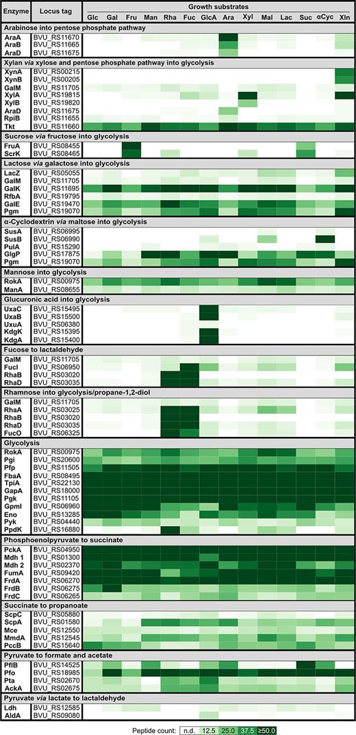 Differential abundance profiles of proteins constituting the fermentation network of P. vulgatus. Proteome profiles were generated across the 14 investigated carbohydrate substrates for anaerobic growth. Detailed proteomic data are deposited at FAIRDOMHub (see Data Availability Statement). Abbreviations of growth substrates and enzyme names are as described in legends to Figures 2 and 3, respectively.