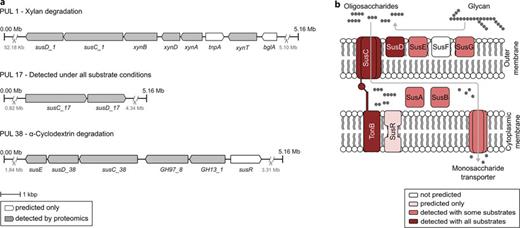 Starch utilization system (Sus)-like system of P. vulgatus. a Selected gene clusters of PULs for the utilization of xylan (PUL 1), various substrates (PUL 17), and α-cyclodextrin (PUL 38). b Model of the Sus-like system indicating the proteomic coverage of involved proteins. Detailed proteomic data are provided in online supplementary Table S4 and deposited at FAIRDOMHub (see Data Availability Statement).