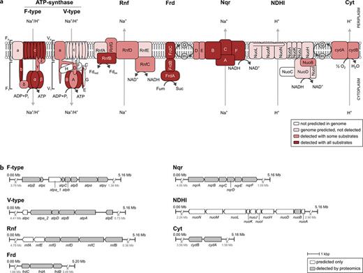 Transmembrane electron transport complexes and ATP synthases of P. vulgatus. a Schematic representation indicating the proteomic coverage of involved proteins. Detailed proteomic data are provided in online supplementary Fig. S3. b Gene cluster of the transmembrane electron transport complexes and ATP synthases. Rnf, ferredoxin:NAD+ oxidoreductase; Frd, fumarate reductase; Nqr, NADH:quinone oxidoreductase; NDHI, NADH:ubiquinone oxidoreductase; Cyt, cytochrome:ubiquinol oxidoreductase.