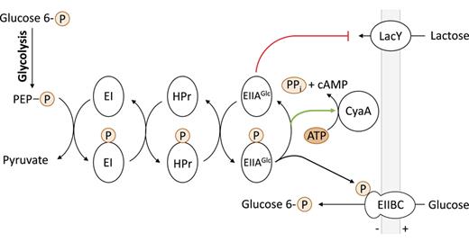 PEP:glucose-specific phosphotransferase system of E. coli. PEP, phosphoenolpyruvate; EI, enzyme I (ptsI); HPr, phosphocarrier protein HPr (ptsH); EIIAGlc, enzyme IIA (crr); EIIBC, glucose-specific PTS permease (ptsG); P, phosphoryl group; CyaA, adenylate cyclase; LacY, lactose permease.