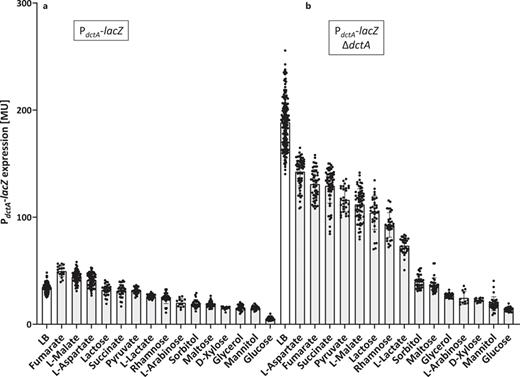 Expression of PdctA-lacZ in the presence of different carbon sources. The reporter strains IMW385 (PdctA-lacZ) (a), and IMW386 (PdctA-lacZ, ΔdctA) (b) were cultivated aerobically at 37°C in LB medium with various carbon sources (20 mm, gray bars). Control activities in absence of an effector are given by white bars. The β-galactosidase assay was performed in the late exponential growth phase (OD578 = 1.5), and the β-galactosidase activity was quantified in Miller Units (MU).