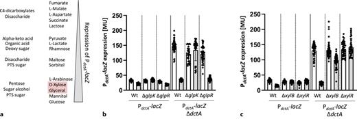 PdctA-lacZ expression in mutants deficient in glycerol (b) and d-xylose (c) metabolism. a The carbon sources are categorized based on the repression strength of PdctA-lacZ expression in the dctA-deficient reporter strain IMW386 (shown in Fig. 2b). Substrate classes are indicated on the left side. The reporter strains IMW385 (PdctA-lacZ), and IMW386 (PdctA-lacZ, ΔdctA) were grown aerobically at 37°C in LB medium (white bars) and in LB medium in the presence of glycerol (b) or d-xylose (c) (20 mm, gray bars) until the late exponential growth phase (OD578 = 1.5). The β-galactosidase activity was measured and quantified in Miller Units (MU).