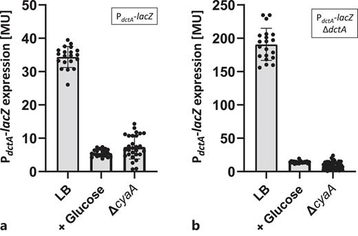 Dependence of PdctA-lacZ on cAMP-CRP activation. The reporter strains IMW385 (PdctA-lacZ) and IMW669 (IMW385, ΔcyaA) (a), and IMW386 (PdctA-lacZ, ΔdctA) and IMW665 (IMW386, ΔcyaA) (b) were cultivated aerobically at 37°C in LB medium with or without glucose (20 mm) as indicated. The β-galactosidase assay was performed in the late exponential growth phase (OD578 = 1.5), and the β-galactosidase activity was quantified in Miller Units (MU).