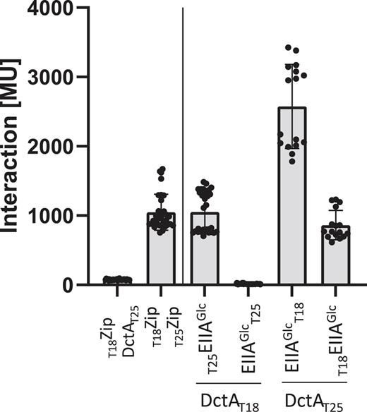 DctA-EIIAGlc interaction in vivo using the BACTH system. E. coli BTH101 (ΔcyaA) was co-transformed pairwise with plasmids encoding fusions of T25 to DctA/EIIAGlc (T25DctA) and fusions of T18 to DctA/EIIAGlc (T18DctA). The combinations are shown on the x-axis. The strain with the leucine zipper pair T18Zip and T25Zip is applied as positive control [35, 36], the pair T18Zip/T25DctA as the negative control for background β-galactosidase activity. The corresponding plasmids are derivatives of pUT18C (T18EIIAGlc), pUT18 (DctAT18), pKT25 (T25EIIAGlc), and pKNT25 (DctAT25) (shown in Table 1). The strains were grown aerobically in LB medium at 30°C to the exponential growth phase (OD578 = 0.5). β-Galactosidase activity was quantified in Miller Units (MU).