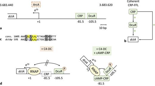 Annotation of the dctA promoter region. a Promoter region of dctA, including binding sites based on experimental data (CRP [16] and DcuR [65]) with genomic location (bp). b Feed-forward loop (FFL) of dctA regulation. c Alignment of the PdctA CRP-binding site with the CRP consensus (cons.) [63]. CRP-binding site of PdctA was acquired at RegulonDB [66]. The nucleotides of a consensus in direct contact with the CRP protein are annotated (yellow) [53]. d The model emphasizes the complex interplay between global (cAMP-CRP) and specific regulators (DcuR, DcuS) in orchestrating the expression of dctA in response to the availability of C4-DCs and other carbon sources. RNAP, RNA polymerase.