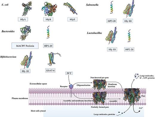 A majority of the predicted pore-forming toxins (PFTs) in different bacterial strains are shown. A graphical representation of the pore-formation pathway is also shown. PFTs usually bind to specific receptors in the target cell envelope. Subsequently, these toxins concentrate within the membrane and initiate the oligomerization process, which can be accomplished in two ways. (i) In the pathway followed by most β-PFTs, oligomerization starts at the membrane surface, producing intermediate structures known as “pre-pores” which eventually undergo conformational rearrangements that lead to membrane insertion and pore-formation. (ii) In the pathway followed by most α-PFTs, PFT insertion into the membrane occurs in tandem with a sequential oligomerization mechanism, which can lead to the formation of either a partially formed but active pore, or a complete pore structure. The information of the mechanism of action of PFTS is adapted from [12‒14]. The protein database accession numbers (PDB #s) used to reveal the structures of the PFTs are 1CII, 1UJW, 2ZFG, 2HQS, 8ODT, 1XEF, 1QOY, 1XEZ, 2QP2, 1WA8, and 1P0G.