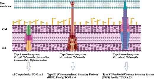 The major protein secretion systems predicted to be parts of bacterial transportomes are shown. E. coli and Salmonella strains have members of the ABC Superfamily (TC# 3.A.1) as representatives of the type 1 secretory systems. In the same strains, proteins of the type 3 virulence-related secretory pathway (TC# 3.A.6) and members of the type 6 symbiosis/virulence secretory system (TC# 3.A.23) can be found. These and other bacterial genera (Bacteroides, Lactobacillus, Bifidobacterium) were predicted to primarily encode members of the ABC Superfamily (TC# 3.A.1).