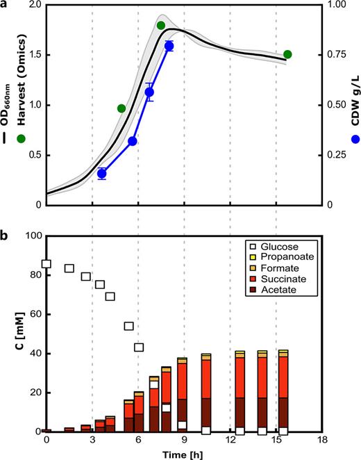 Anaerobic growth performance of P. vulgatus with glucose cultivated in bioreactors including four replicates. The upper panel displays monitored growth parameters, i.e., optical density (OD) and the related standard deviation (gray ribbon), cellular dry weight (CDW), and time points of harvesting. The lower panel presents the profiles of substrate depletion and fermentation product formation (compounds specified in the insert) as determined by HPLC-analyses; compound concentrations are denoted as mMCarbon (mMC). The second bioreactor experiment providing samples for omics analyses is illustrated in online supplementary Fig. S1.
