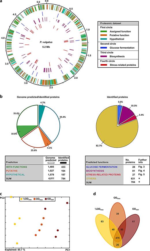 Proteomic dataset of P. vulgatus across the time course of growth with glucose in bioreactors. a Genomic location of genes encoding identified proteins with assigned functions indicated in the legend box. b Genome-wide distribution of identified versus predicted proteins (left panel); percent values relate to the total number of predicted proteins (4,011). Share of identified proteins involved in studied functional themes from overall identified proteins (right panel); note that category “Others” compiles categories “With function,” “Putative,” and “Hypothetical” displayed in the left panel. c Two-dimensional principal component analysis (PCA) of the proteomic dataset considering the three studied cultivation time points including the replicates in each case. d Venn diagram illustrating subproteomes specific for or common to the three studied growth stages. *, data deposited at FAIRDOMHub (see section on data availability).