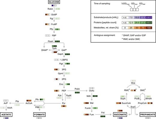 Glucose fermentation pathway of P. vulgatus. Abundance profiles of identified proteins and detected metabolites at the studied cultivation time points are indicated (see legend box). AckA, acetate kinase; Eno, phosphopyruvate hydratase; FbaA, fructose-1,6-bisphosphate aldolase class II; Frd, fumarate reductase; FumA, fumarate hydratase; GapA, glyceraldehyde-3-phosphate dehydrogenase type I; GpmI, 2,3-bisphosphoglycerate-independent phosphoglycerate mutase; Mce, methylmalonyl-CoA epimerase; Mdh, malate dehydrogenase; MmdA, acyl-CoA carboxylase; PccB, acyl-CoA carboxylase; PckA, phosphoenolpyruvate carboxykinase; PflB, formate C-acetyltransferase; Pfo, pyruvate:ferredoxin (flavodoxin) oxidoreductase; Pfp, diphosphate-fructose-6-phosphate 1-phosphotransferase; Pgi, glucose-6-phosphate isomerase; Pgk, phosphoglycerate kinase; PpdK, pyruvate-phosphate dikinase; Pta, phosphate acetyltransferase; Pyk, pyruvate kinase; RokA, ROK family protein; ScpA, methylmalonyl-CoA mutase; ScpC, propanoyl-CoA:succinate CoA transferase; TpiA, triose-phosphate isomerase. AcCoA, acetyl-CoA; AcP, acetyl-phosphate; 1,3BGP, 1,3-bisphosphoglycerate; DHAP, dihydroxyacetone phosphate; FBP, fructose-1,6-bisphosphate; Fum, fumarate; Fru6P, fructose-6-phosphate; G3P, glycerol-3-phosphate; GAP, glyceraldehyde 3-phosphate; Glc6P, glucose-6-phosphate; Mal, malate; OxAc, oxaloacetate; PEP, phosphoenolpyruvate; 2PG, 2-phosphoglycerate; 3PG, 3-phosphoglycerate; PropCoA, propanoyl-CoA; Pyr, pyruvate; RMC, R-methylmalonyl-CoA; SMC, S-methylmalonyl-CoA; SuccCoA, succinyl-CoA.