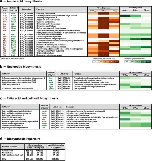 Monomere biosynthesis of P. vulgatus. Abundance profiles of identified proteins and detected metabolites at the studied cultivation time points are indicated. a Amino acids. b Nucleotides. c Fatty acids and cell wall. d Compilation of the anabolic modules detailed in a-c, including comparison to E. coli. Numbers in parentheses indicate paralogous proteins per module. Further details provided in online supplementary Table S2.