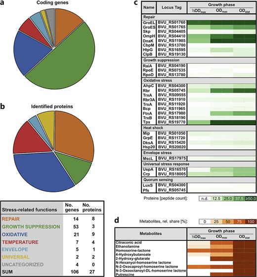 Stress response of P. vulgatus. Relative proportion of coding genes (a) and identified proteins (b) involved in stress-related functions. c Abundance profiles of identified stress-related proteins (peptide count >1) across the studied cultivation time points. Further details are provided in online supplementary Table S3. d Abundance profiles of detected stress-related metabolites across the studied cultivation time points. Data are deposited at fairdomhub (see section on data availability).