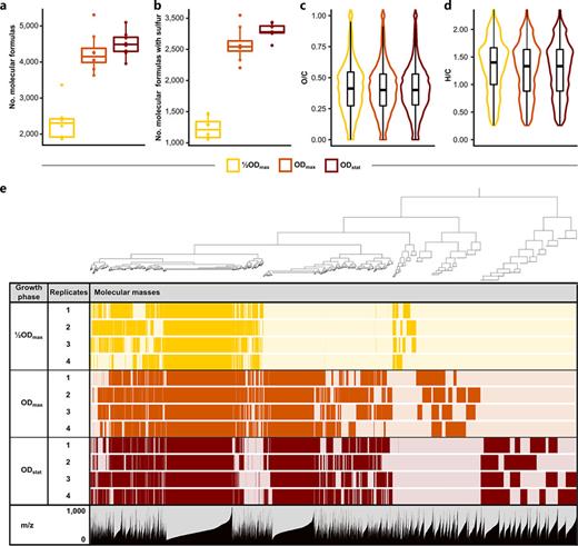 Global, non-targeted analysis of the P. vulgatus exometabolome using FT-ICR-MS. a Abundance of detected molecular formulas across the three studied growth phases, considering in all cases four biological replicates each with two technical replicates. b Number of molecular formulas containing one or two sulfur atoms across the three studied growth phases. c Distribution of oxygen to carbon ratios within the molecular formulas detected in each growth phase. d Distribution of hydrogen to carbon ratios within the molecular formulas detected in each growth phase. e A dendrogram that represents the hierarchical clustering of formula based on their distribution patters across samples.