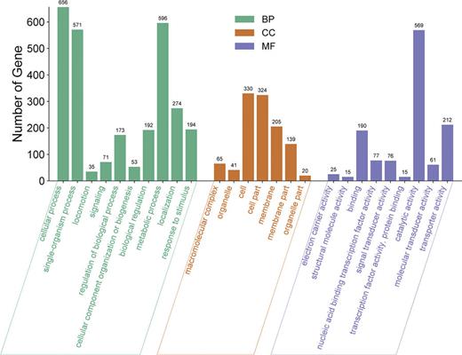 GO functional classification statistics of differentially expressed genes (level 2). Only the significant GO terms (p < 0.05) were shown. BP, biological process; CC, cellular component; MF, molecular function.