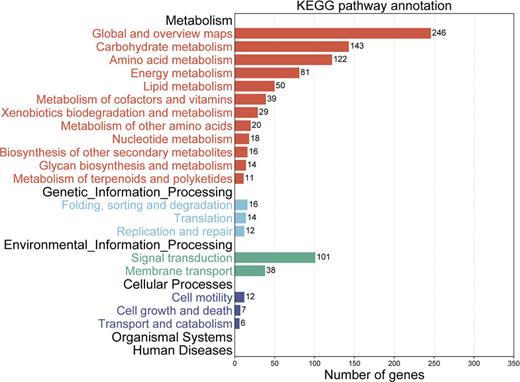 KEGG pathway classification statistics of differentially expressed genes. The y-axis shows the KEGG metabolic pathway, and x-axis represents the number of genes annotated to the pathway and the proportion of the total number of annotations. Different colors present different metabolic functions.