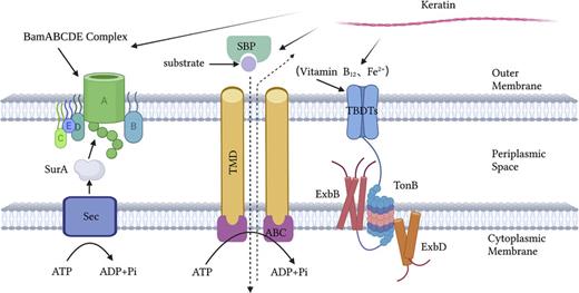 Schematic diagram of keratin monomer entry into S. maltophilia cells.