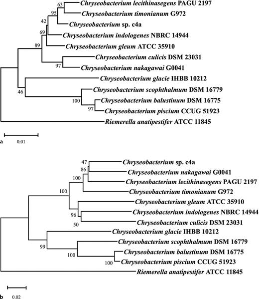 Neighbor-joining phylogenetic tree-based analyses of the 16S rRNA and DNA gyrase B (gyrB) genes of Chryseobacterium species. a Neighbor-joining phylogenetic tree based on 16S rRNA gene sequences. The scale bar represents 0.01 nucleotide substitution per nucleotide position. b Neighbor-joining phylogenetic tree based on gyrB gene sequences. The scale bar represents 0.02 nucleotide substitution per nucleotide position. At major nodes, bootstrap percentages for 1,000 re-samplings are shown.