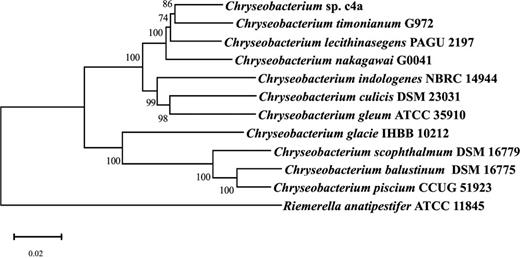 Neighbor-joining phylogenetic tree-based analyses of the RNA polymerase β subunit (rpoB), DNA gyrase B (gyrB), and σ factor of RNA polymerase (rpoD) of Chryseobacterium species. The scale bar represents 0.02 nucleotide substitution per nucleotide position. At major nodes, bootstrap percentages for 1,000 re-samplings are shown.