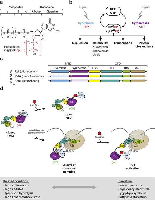 Multifaceted regulatory and global metabolic control by SR in E. coli. a Structure of the alarmone (second messenger) (p)ppGpp. b Synthesis/hydrolysis of (p)ppGpp and affected processes. c Domain structures of the (p)ppGpp synthetases/hydrolases Rel, RelA, and SpoT. Abbreviations (alphabetic order): ACT, aspartate kinase, chorismate mutase, TyrA (prephenate dehydrogenase); AH/RIS, α-helical/ribosomal intersubunit; CTD, C-terminal domain; NTD, N-terminal domain; and TGS, ThrRS (threonine-tRNA synthetase), GTPase, SpoT. Light blue and dashed line indicate nonfunctional pseudoHD (hydrolase domain) in RelA; pale pink marks largely inactive SD (synthetase domain) in SpoT. Gray section within SD marks the α11-loop, which interlinks it to (pseudo)HD and carries the allosteric site of (p)ppGpp (red dot) in Rel and RelA. d Regulation of the synthetase activity of RelA off the ribosome versus by ternary interaction with deacylated tRNA and stalled ribosome. Subfigures were redrawn/modified from [49].