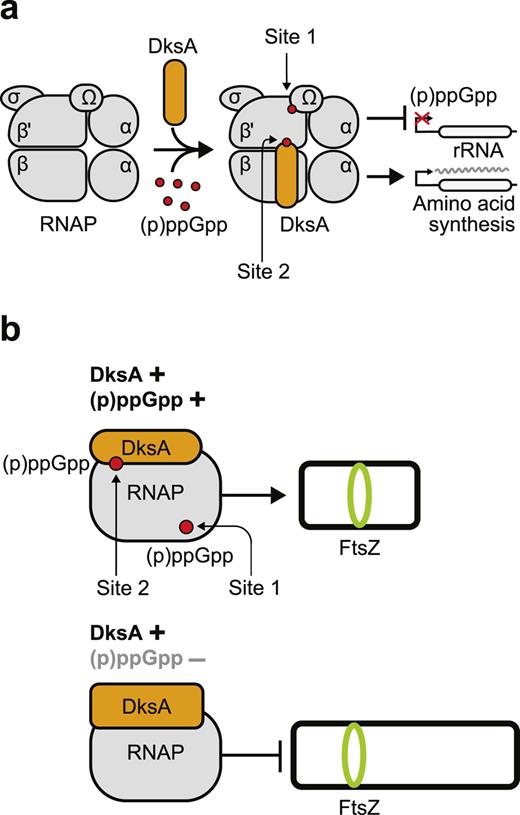 Role of DksA in SR in E. coli. a (p)ppGpp/DksA interactions with RNA polymerase (RNAP) and effects on transcription; site 1 of RNAP binds only (p)ppGpp, while site 2 accepts DksA and (p)ppGpp. b RNAP/DksA/(p)ppGpp indirectly affect the divisome and thereby the cell length. Subfigures (a) and (b) were redrawn/modified from [49, 53], respectively.