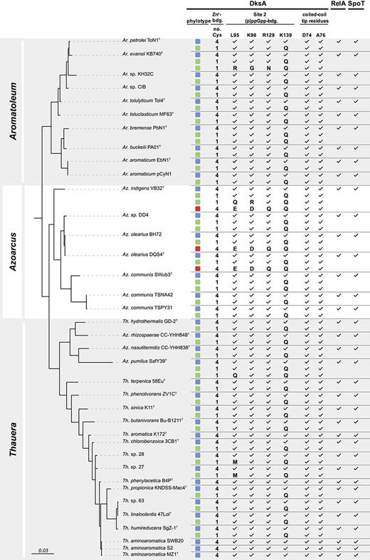Dissemination of the SR components (DksA, RelA, and SpoT) across genome-sequenced members of the AAT cluster. Phylotype color coding reflects the phylogenetic clustering of the DksAs (online suppl. Fig. S1), correlating with the number of cysteine residues involved in binding of the Zn2+ cation.