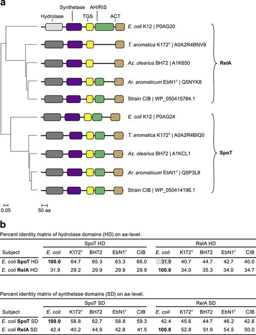 Comparison of selected RelAs and SpoTs. a Phylogenetic clustering and domain architecture of proteins from Ar. aromaticum EbN1T, Aromatoleum sp. strain CIB, Az. olearius BH72, and T. aromatica K172T, compared to the orthologs from E. coli K12. Accession numbers of proteins are indicated. For abbreviations of domains see legend to Fig. 1c. b Percent identity matrix of HD (top) and SD (bottom) from the same selected four strains of the AAT cluster compared to those of E. coli. The nonfunctional RelA-HD of E. coli is indicated by light gray background.