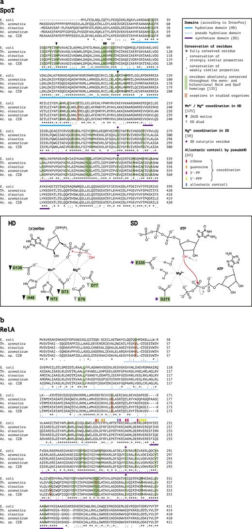 Multiple sequence alignment of bi/monofunctional SpoTs (a) and RelAs (b) from E. coli K12, Ar. aromaticum EbN1T, Aromatoleum sp. strain CIB, Az. olearius BH72, and T. aromatica K172T (all truncated after SD). Order of strains is according to phylogenic relation of proteins. Role of essential residues in the catalytic centers of the HDs and SDs is illustrated in the schemes below the SpoT alignments; red arrows indicate nucleophilic attack (modified from refs. [125‒127]).