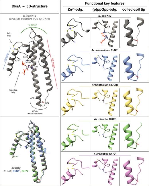 3D-structural visualization of selected DksAs. The left panel displays the overall 3D structure of DksA: top, from E. coli as determined by cryo-EM [129]; bottom, overlaid with those from Ar. aromaticum EbN1T and Az. olearius BH72 as predicted by AlphaFold. The right panel presents close-up views of the Zn2+- and (p)ppGpp-binding sites as well as the CC tip interacting with RNAP for E. coli [129], compared to those of the AlphaFold-predicted DksAs from Ar. aromaticum EbN1T, Aromatoleum sp. strain CIB, Az. olearius BH72, and T. aromatica K172T.