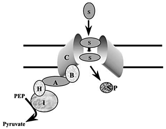 Schematic depiction of the protein constituents of a typical PTS permease. A PTS permease is a sugar-transporting Enzyme II complex of the bacterial PEP-dependent phosphotransferase system. The sugar substrate (S) is transported from the extracellular medium through the membrane in a pathway determined by the integral membrane permease-like Enzyme IIC (C) constituent, a homodimer in the membrane as shown. The sequentially acting energy-coupling proteins transfer a phosphoryl group from the initial phosphoryl donor, PEP, to the ultimate phosphoryl acceptor, sugar, yielding a sugar-phosphate (S-P). These enzymes are: Enzyme I (I), HPr (H), Enzyme IIA (A) and Enzyme IIB (B). I is the first general energy-coupling protein; H is the second general energy-coupling protein; A is the family-specific phosphoryl donor; B is the permease-specific phosphoryl donor, and C is the permease/receptor that mediates transport and catalyzes concomitant phosphorylation of the sugar substrate. A given bacterial cell may possess multiple PTS Enzyme II complexes, each specific for a different sugar or set of sugars. Some bacteria also possess multiple sets of PTS energy-coupling proteins (Enzymes I, HPr, IIA and IIB) that may play regulatory roles dependently or independently of sugar transport.