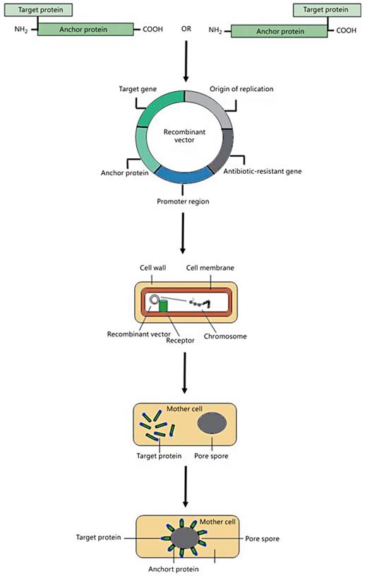 Construction of fusion protein N- or C-terminal and process of spore displaying target protein on their surface.