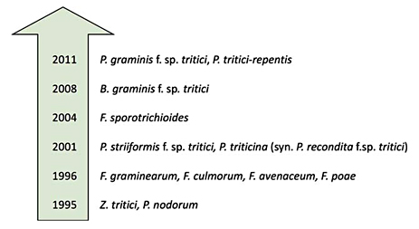 Development of polymerase chain reaction-based assays for the detection of wheat fungal pathogens from 1995 until the present. For each fungus, more detection systems were published later.