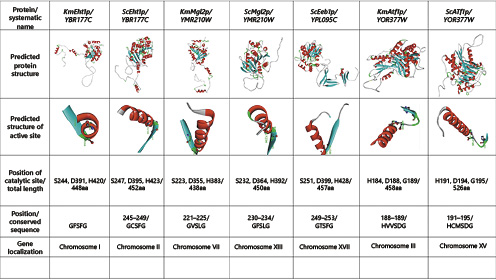  Three-dimensional protein predictions of esterases based on the reciprocal sequences obtained from the NCBI and modeled using the RaptorX bioinformatics tool.