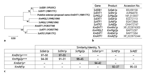  Relationships and homology of the homologous genes of K. marxianus and S. cerevisiae.a Maximum likelihood phylogenetic tree based on the JTT model, using 1,000 bootstrap samples as a validation method. b Sequences of AATeases/AEATases present in S. cerevisiae and K. marxianus. c Relationships by homology and identity of the AATases and AEATases. Identities with a higher percentage appear on gray background. * Uncharacterized-putative protein Eat1p/YGR015C; ** putative protein Eat1p/YGR015C; *** putative esterase Mgl2p/YMR210W; **** α/β hydrolase 2-proposed Eht1/YBR177C.