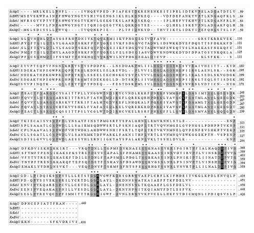 Alignment of peptide sequences of proteins: putative Mgl2p (NP-013937), Eht1p (AJP84079), and Eeb1p (EEU09158), from S. cerevisiae and their homolog Mgl2p (BAP73297). Eht1p (XP_022674303) from K. marxianus, of gray background, appear highly conserved sites (100%). The amino acids that are believed to make up the catalytic site have been highlighted with a black background. Created with MEGA7.0 software through ClustalW.