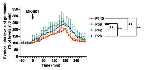 Fig. 3. Measurement of extracellular glutamate in the frontal cortex. The changes in the extracellular glutamate level after the administration of MK-801 were monitored by in vivo microdialysis. Data are means ± SEM (n = 10-14 for each group). Statistical significance was determined using one-way ANOVA and subsequent Fisher's PLSD for multiple comparisons. ** p < 0.01.