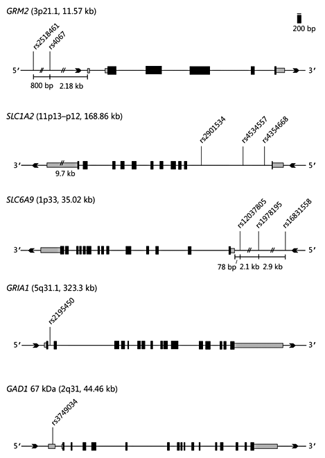Fig. 2. Chromosome location, size, and schematic representation of the GRM2, SLC1A2, SLC6A9, GRIA1, and GAD1 genes. The SNPs genotyped in this study are shown. Dark boxes represent coding exons and light boxes represent 5′ and 3′ untranslated regions. The gene diagrams were constructed using the NCBI Reference Sequence from Homo sapiens, transcript variant 1. Alternatively spliced variants exist for all 5 genes and can be viewed on NCBI AceView [64].
