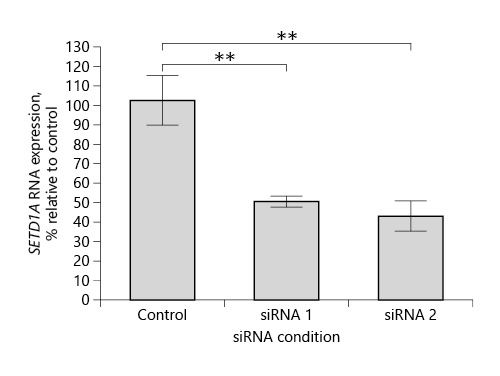 Fig. 1. RT-qPCR measurement of SETD1A RNA expression 96 h after transfection with two independent SETD1A siRNAs, compared with a negative control siRNA (n = 4 per group). Relative to the control siRNA condition, siRNA 1 results in a 49.5% reduction in SETD1A expression (p = 0.007) and siRNA 2 in a reduction of 57% (p = 0.007). Data are expressed as means and standard deviations; ** p < 0.01.