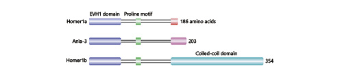 Fig. 1. Primary structure of Homer1a, Ania-3, and Homer1b proteins. The amino-terminal EVH1 domain (blue) is conserved across all Homer proteins and permits their interaction with proline-rich sequences of target proteins. The proline motif (green; Ser-Pro-Leu-Thr-Pro) is specific to the Homer1 subfamily. At the carboxy-terminal region, long Homer isoforms, including Homer1b, contain a CC domain (cyan) required for dimerization. Short Homers, Homer1a and Ania-3, lack the CC domain and are therefore unable to form dimers. EVH1, enabled/vasodilator-stimulated phosphoprotein homology 1; CC, coiled coil.