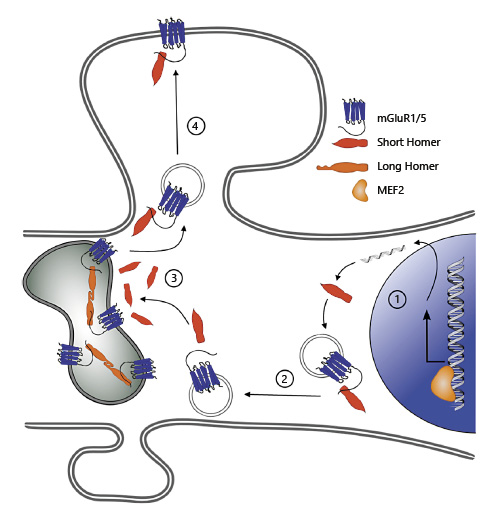 Fig. 2. Co-transport of group I mGluRs and Homer proteins from the soma to the ER and cell membrane. 1 Transcription of short Homers is regulated by MEF2 transcription factors. The protein is synthesized in the soma. 2 Short Homers bind to group I mGluRs on transport vesicles and, together, they are transported in dendrites to synaptic sites. 3 Whilst long Homers retain clusters of mGluRs at the ER, short Homers reverse the intracellular retention of mGluRs, (4) permitting their trafficking to the cell membrane. mGluR 1/5, metabotropic glutamate receptor 1/5; MEF2, myocyte enhancer factor-2.