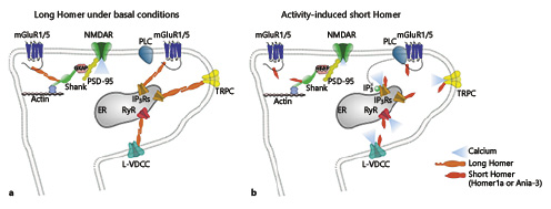 Fig. 3. The regulation of postsynaptic calcium homeostasis by Homer proteins. Long Homer proteins (a) link calcium-regulating proteins into complexes by forming dimers through their carboxy-terminal domains. Activity-induced short Homer proteins (b) act as dominant negative regulators of long Homer complexes, disrupting the links between synaptic proteins and affecting the gating of calcium. A group I mGluR-dependent potentiation of NMDA receptors is facilitated by a long Homer-Shank-GKAP-PSD95 scaffold, which is dismantled by short Homers. Short Homer proteins may also elicit the agonist-independent activation of group I mGluRs. TRPC and L-VDCC channels form complexes with IP3Rs and RyRs, respectively, through long Homer dimers, which limits the influx of calcium. The induction and binding of short Homers disrupts these complexes, increasing channel activity and calcium influx. ER, endoplasmic reticulum; GKAP, guanylate kinase-associated protein; IP3R, inositol 1,4,5-triphosphate receptor; L-VDCC, L-type voltage-dependent calcium channel; mGluR1/5, metabotropic glutamate receptor 1/5; NMDAR, N-methyl-D-aspartate receptor; PLC, phospholipase C; PSD-95, postsynaptic density protein 95; RyR, ryanodine receptor; TRPC, transient receptor potential canonical channel.