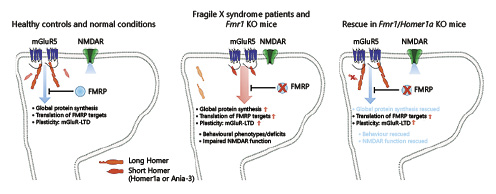 Fig. 4. Long and short Homer1 interactions with mGluR5 and their potential role in psychiatric disorders. In healthy controls, mGluR-mediated processes such as protein synthesis and mGluR-mediated LTD require extensive mGluR5-long Homer interactions, while FMRP is a crucial downstream negative regulator. In Fmr1 KO mice modeling Fragile X syndrome, the deletion of murine Fmr1 alters the balance between long and short Homer1, although the precise mechanism is unknown [149, 150]. This results in a bias toward short Homers interacting with mGluR5, which deleteriously enhances mGluR5 processes of protein synthesis and mGluR-LTD; additional phenotypes observed in a newer, 2nd generation of Fmr1 KO mice are in italics [152]. Similar imbalances between HOMER1 isoforms have been recorded in schizophrenia patients [136, 161]; a disorder that that can relate to FMR1 dysregulation directly or indirectly via targets of CYFIP1 and FMRP. Intriguingly, in a preclinical model of Fmr1 and Homer1a haploinsufficiency, the removal of Homer1a shifts the balance back to mGluR5-long Homer interactions, resulting in rescue of many Fragile X Syndrome-relevant phenotypes [152]. mGluR5, metabotropic glutamate receptor 5; NMDAR, N-methyl-D-aspartate receptor; FMRP, Fragile X mental retardation protein; LTD, long-term depression.