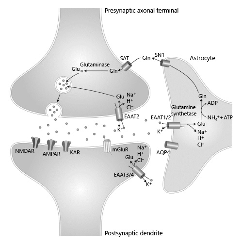  Representation of roles of EAAT2 in both preventing extracellular glutamate concentrations from reaching neurotoxic levels and in recycling glutamate at synapses, by transporting glutamate into astrocytes for conversion to glutamine. AMPAR, α-amino-3-hydroxy-5-methyl-4-isoazole-propionic acid receptor; AQP4, aquaporin 4; EAAT, excitatory amino acid transporter; Gln, glutamine; Glu, glutamate; KAR, kainate receptor; mGluR, metabotropic glutamate receptor; NMDAR, N-methyl-D-aspartic acid receptor; SAT, system A transporter; SN1, system N transporter.