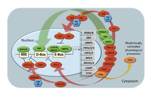  Transcriptional regulation of the human molecular clock. Transcriptional/translational feedback loops of molecular clocks are comprised of core circadian genes consisting of transcriptional activators (green) and repressors (red) responsible for the rhythmic expression of core clock genes and clock-controlled genes. Kinases (blue) are responsible for post-translation modification via phosphorylation (P) of key proteins within the cytoplasm required for translocation of proteins and protein complexes into the nucleus. ARNTL, aryl hydrocarbon receptor nuclear translocator-like; CCGs, clock-controlled genes; CIART, circadian-associated repressor of transcription; CK1ε/δ, casein kinase 1 epsilon/delta; CLOCK, clock circadian regulator; CRY1/2, cryptochrome circadian regulator 1/2; DBP, D-box-binding PAR BZIP transcription factor; GSK3β, glycogen synthase kinase 3 beta; NFIL3, nuclear factor, interleukin 3-regulated; NPAS2, neuronal PAS domain protein 2; NR1D1/2, nuclear receptor subfamily 1 group D member 1/2; PER1/2/3, period circadian regulator 1/2/3; RORA/B, RAR-related orphan receptor A/B; RRE, ROR response elements.