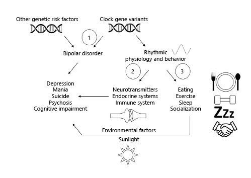  Pathways by which clock gene variation could affect the illness progression of BD. (1) Clock gene variants may be causally related to BD and directly lead to the emergence of symptoms and mediate some aspects of the illness. (2) Clock genes may act in a pleiotropic manner to alter rhythms in biological processes like neurotransmission, endocrine systems, immune response, and others that affect relevant physiology and modulate the course BD. (3) Chronobiological factors also affect behaviors that affect interactions with environmental cofactors such as sunlight, diet, and socialization. These environmental factors interact with genetic and other biological substrates (including BD-specific risk alleles) to affect the course and progression of BD. It is unclear whether these environmental effects are mediators, modulators, or both. Of note, the three pathways outlined above are not mutually exclusive and could in principle run concurrently. BD, bipolar disorder.