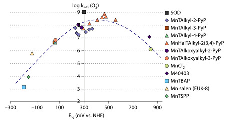 Fig. 3. Structure-activity relationship between the SOD-like activity of compounds (expressed in terms of the log of the catalytic rate constant kcat for O2–· dismutation) and redox ability of Mn center [expressed as the metal-centered reduction potential E1/2 for the Mn(III)/Mn(II) redox couple given in mV vs. NHE] [7,8,21]. At negative potentials, Mn(III) cannot be reduced with O2–· in the first step of the dismutation process; thus, this step is rate-limiting in an O2–· disproportionation process. Hence, electron-withdrawing groups (positively charged quarternized nitrogens, or halogens) were placed on the molecule to make the metal center electron deficient and thus ready to accept electrons from O2–·. As the electron deficiency of the metal site increases, so increases the kcat as indicated by the left leg of the bell-shaped curve. At E1/2 of approximately +300 mV versus NHE, the Mn porphyrin is able to equally easily accept and donate electrons to O2–·, and thus the rate constants for both steps of dismutation are nearly identical [75]; in turn Mn porphyrin operates at very high kcat; for some Mn porphyrins kcat is nearly identical to that of SOD enzyme. As E1/2 increases further, the Mn center becomes so electron deficient that it is stabilized in the +2 oxidation state, and its oxidation becomes the rate-limiting step of the catalysis; consequently the kcat decreases as shown by the right leg of the bell-shaped curve. Compounds with E1/2 approximately +500 mV, while of high kcat, are not stable and lose metal readily, and in turn their function. MnTAlkyl-2-PyP = Mn(III) meso-tetrakis(N-alkylpyridinium-2-yl)porphyrins; MnTAlkyl-3-PyP = Mn(III) meso-tetrakis(N-alkylpyridinium-3-yl)porphyrins; MnTAlkyl-4-PyP = Mn(III) meso-tetrakis(N-alkylpyridinium-4-yl)porphyrins; MnHalTAlkyl-2(3,4)-PyP = Mn(III) β-halogenated meso-tetrakis(N-alkylpyridinium-2(3,4)-yl)porphyrins; MnTAlkoxyalkyl-2-PyP = Mn(III) meso-tetrakis(N-alkoxyalkylpyridinium-2-yl)porphyrins; MnTAlkoxyalkyl-3-PyP = Mn(III) meso-tetrakis(N-alkoxyalkylpyridinium-3-yl)porphyrins; M40403 = cyclic polyamine; MnTBAP3– = Mn(III) meso-tetrakis(4-carboxyphenyl)porphyrin; MnTSPP3– = Mn(III) meso-tetrakis(4-sulfonatophenyl)porphyrin. Adapted from Batinic-Haberle et al. [7].