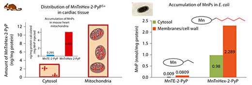 Fig. 5. Distribution of Mn porphyrins in mouse heart and prokaryotic E. coli. In both systems, the more lipophilic MnTnHex-2-PyP5+ accumulated at severalfold higher levels in mitochondria and cytosol of mouse heart and in cytosol and membranes (resembling mitochondria with inner and outer membranes) than the hydrophilic MnTE-2-PyP5+. Single injection of MnTE-2-PyP5+ was 10 mg/kg and 2 mg/kg of MnTnHex-2-PyP5+ [9,24]. E. coli grew for 1 h in M9CA medium supplied with 5 µM MnPs. Adapted from Miriyala et al. [9].